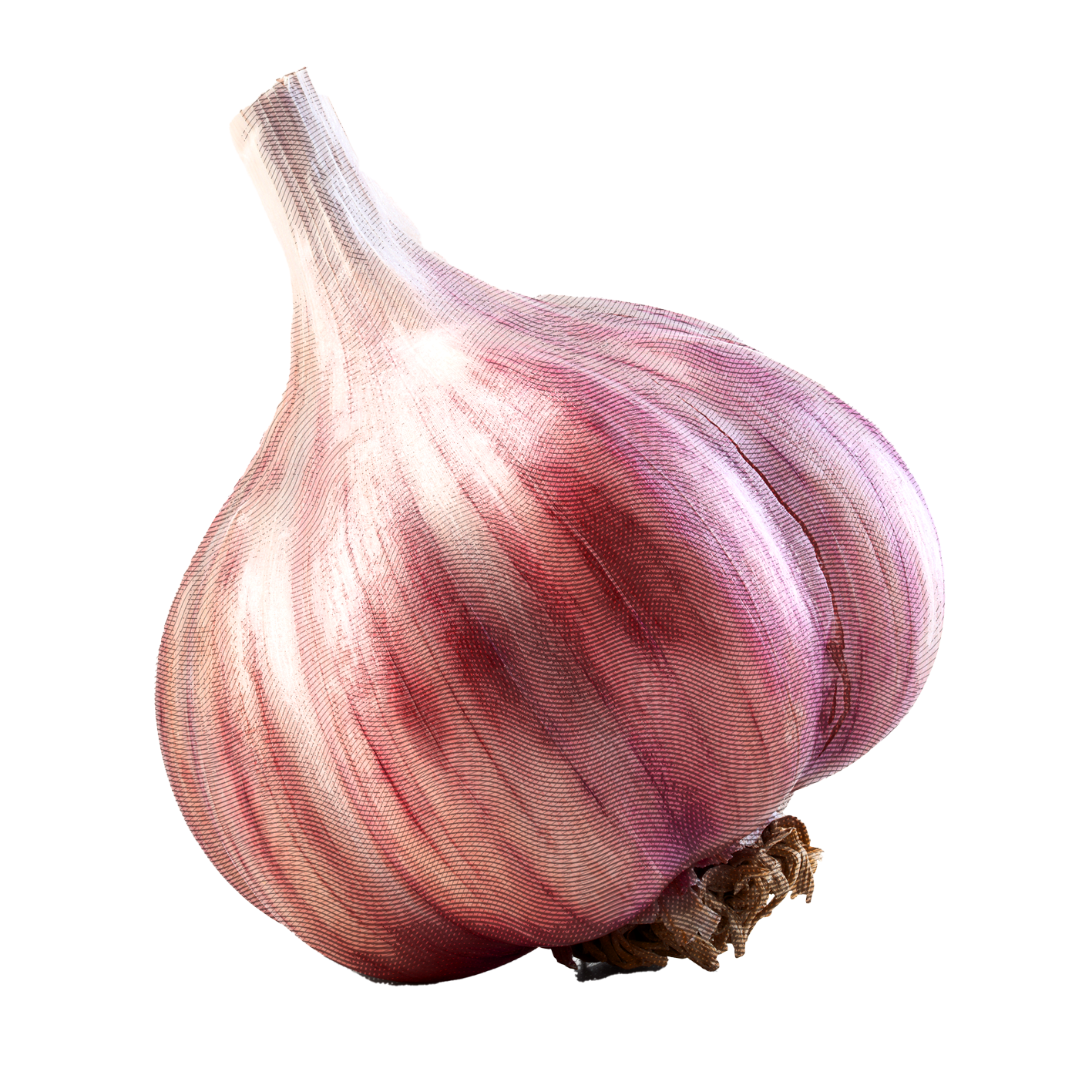 FOCA MADRE - Black Fire