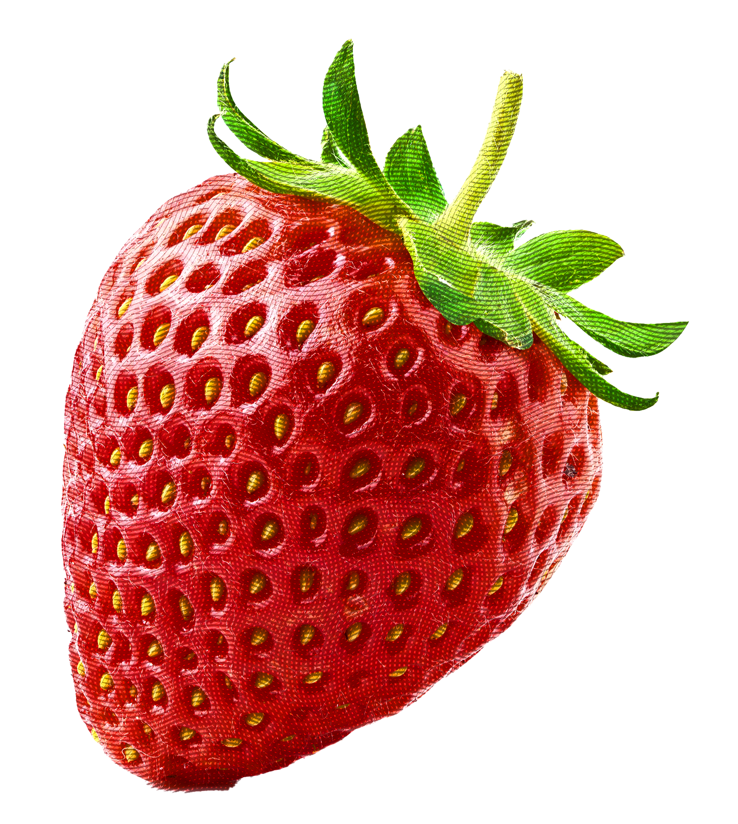 FOCA MADRE - Pink Heat