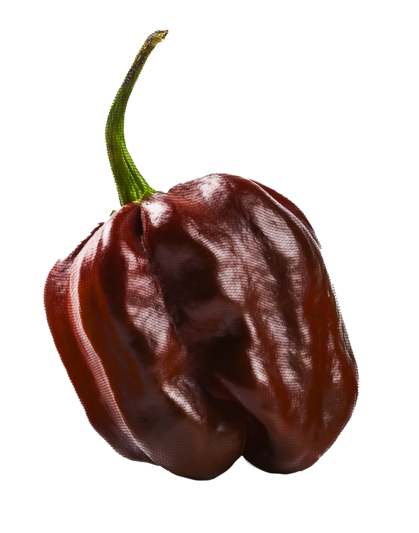 FOCA MADRE - Black Fire