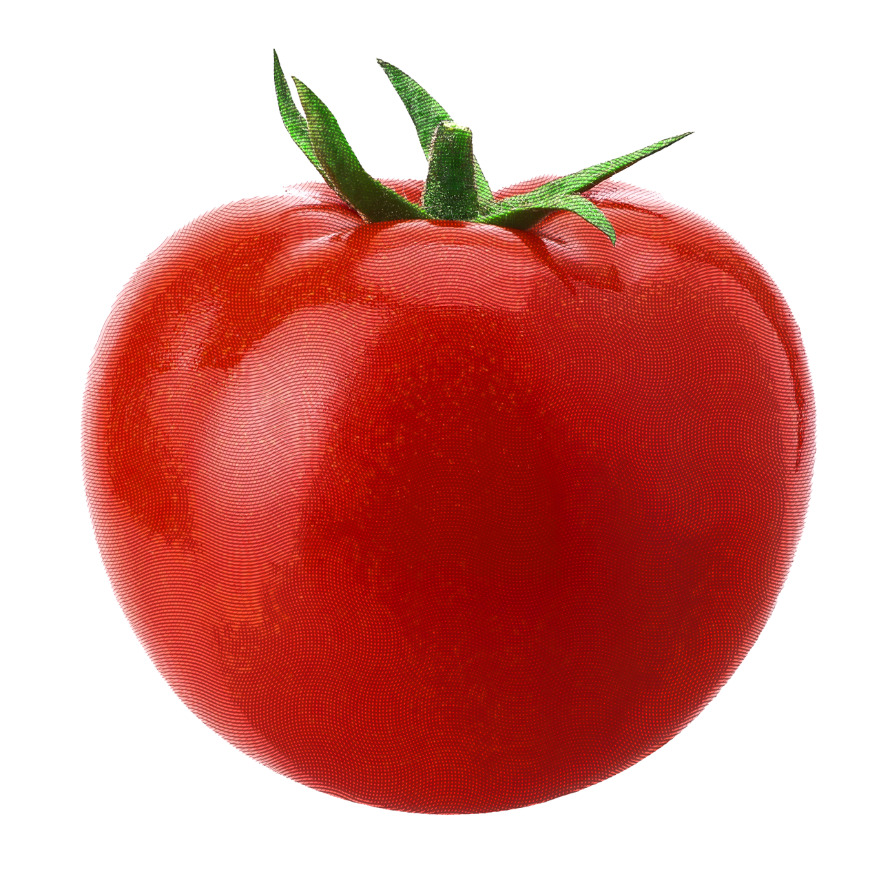 FOCA MADRE - Black Fire